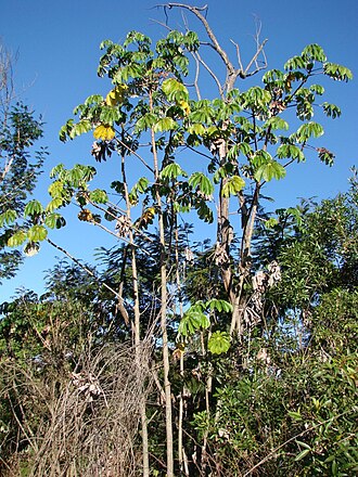 Ambay pumpwood: Cecropia pachystachya Trécul - URTICACEAE - tem como sin. het. Cecropia carbonaria, Cecropia catarinensis, Cecropia lyratiloba - Parque Olhos D'Água - Brasília