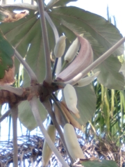Ambay pumpwood (Cecropia pachystachya)