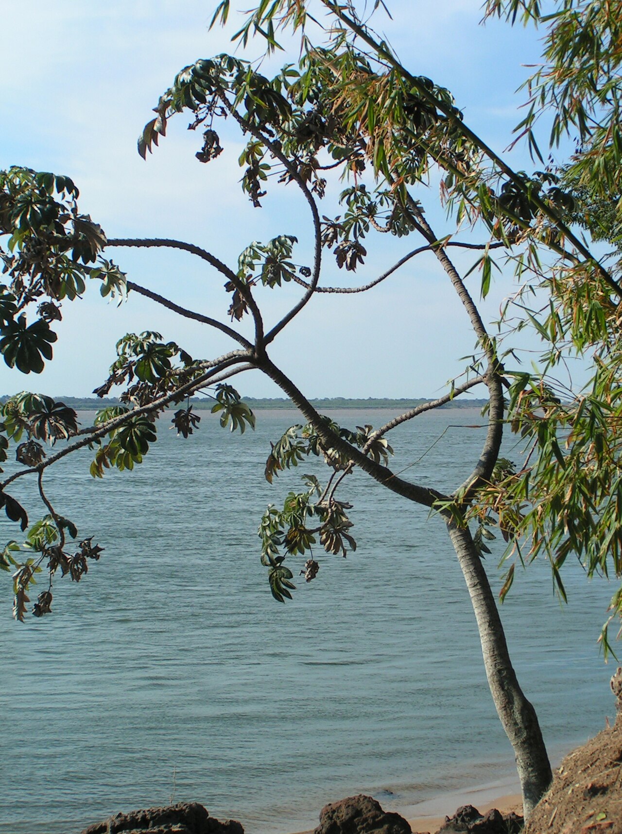 Ambay pumpwood: Ambay