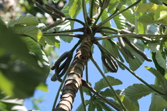 Ambay pumpwood (Cecropia pachystachya)