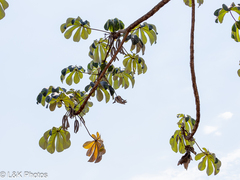 Ambay pumpwood (Cecropia pachystachya)