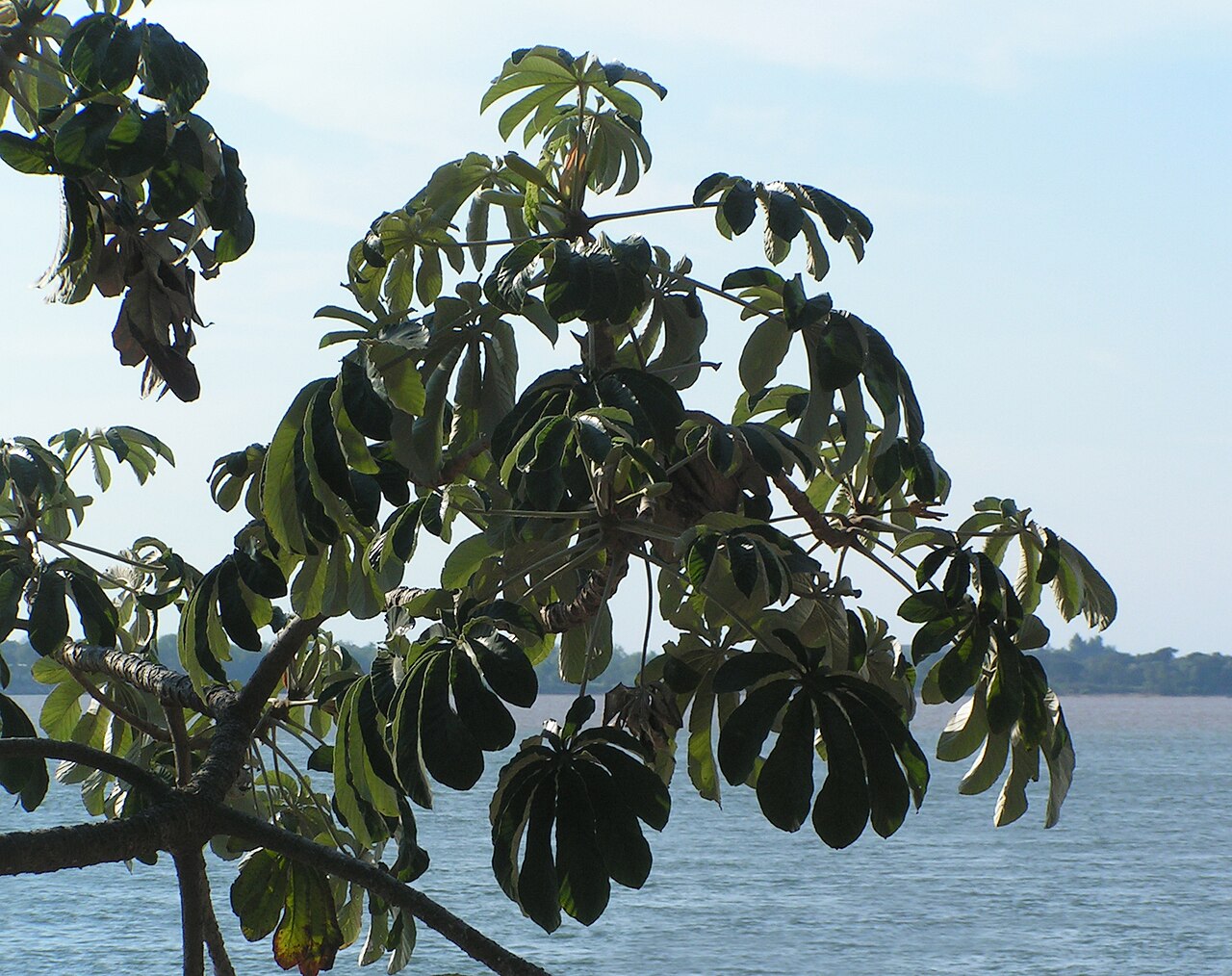 Ambay pumpwood: Ambay