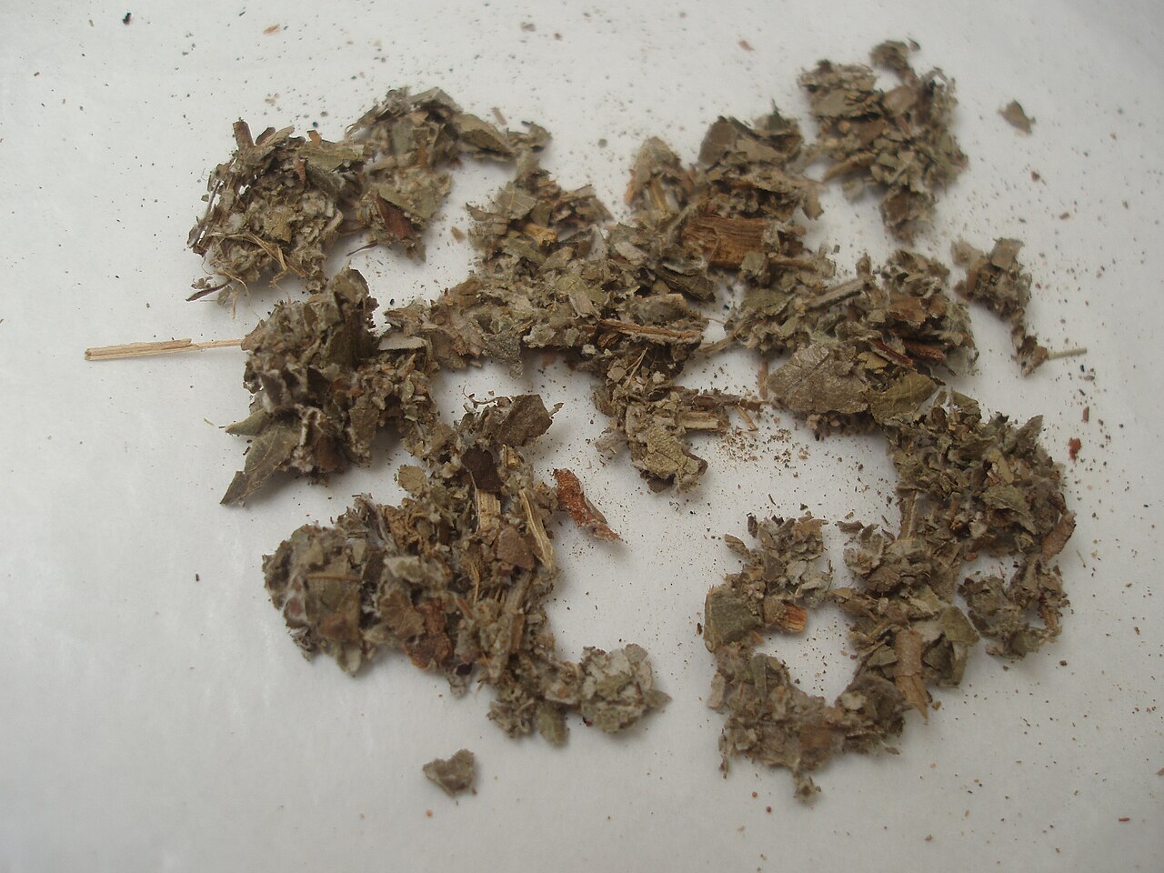 Ambay pumpwood: Cecropia adenopus (Amba'y), Paraguayan herbs