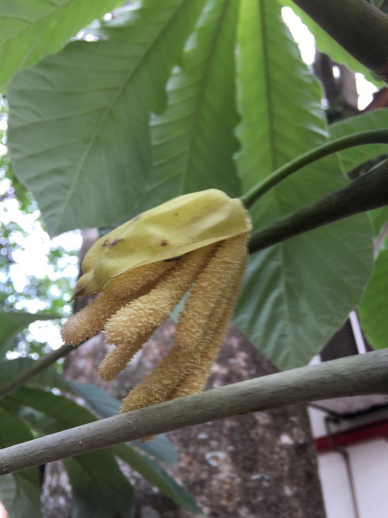 Ambay pumpwood (Cecropia pachystachya)