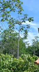 Ambay pumpwood (Cecropia pachystachya)