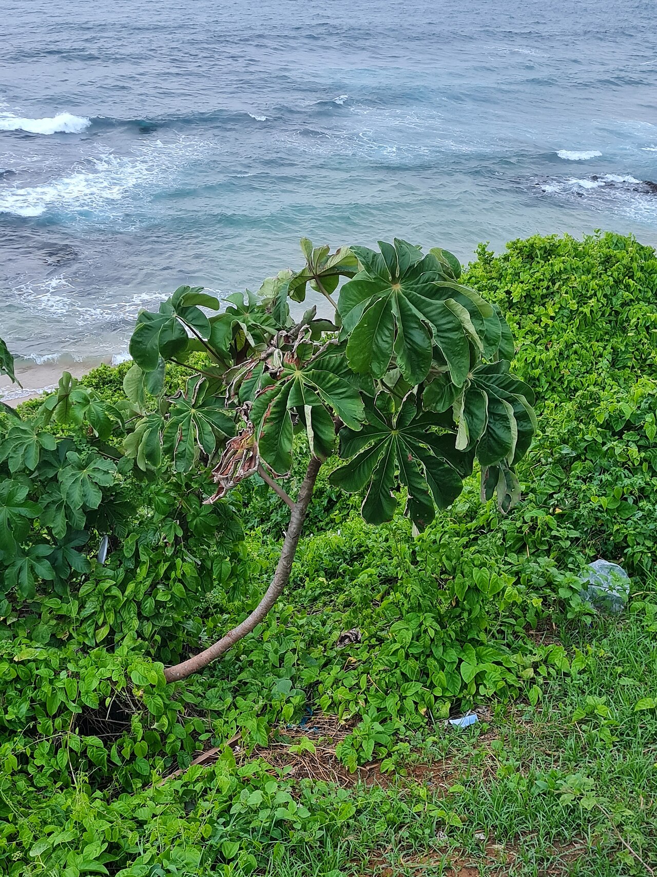 Cecropia palmata: Picture of Cecropia palmata from iNaturalist.