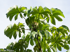 Bois canon (Cecropia peltata)