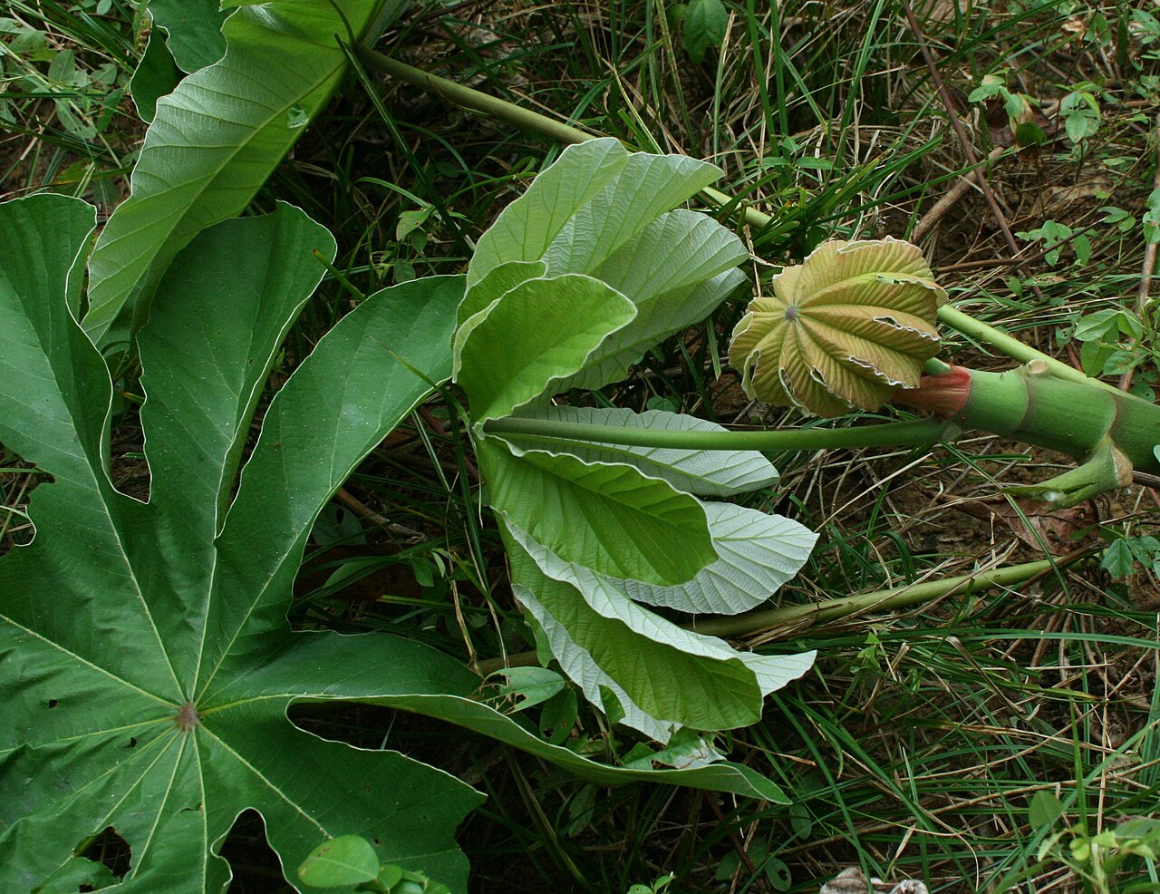 Bois canon: Cecropia peltata, Rio Tabaro, Venezuela