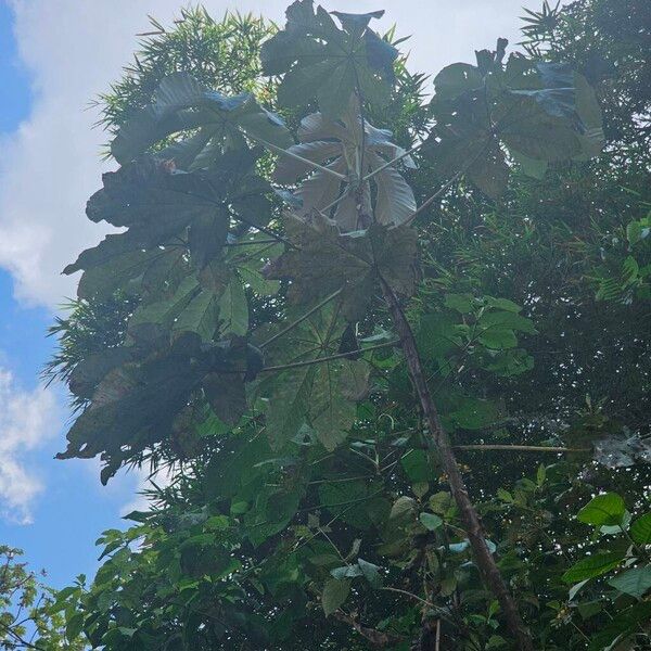 Bois canon (Cecropia peltata)