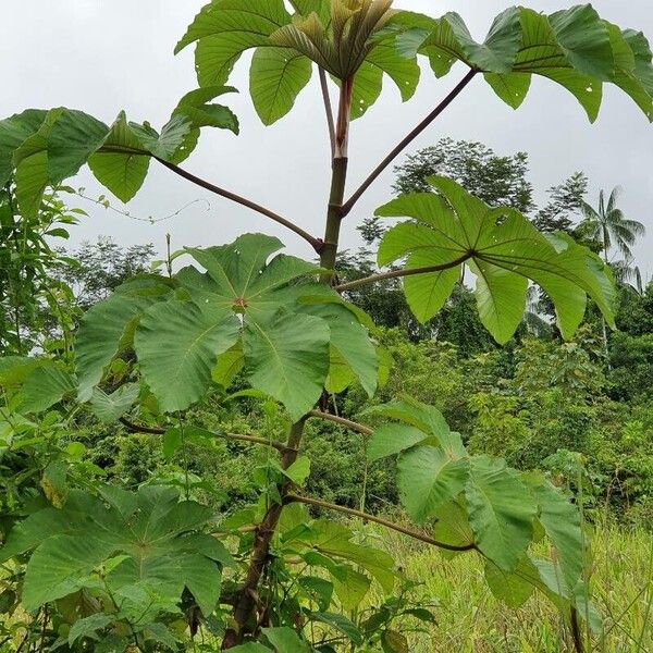 Bois canon (Cecropia peltata)