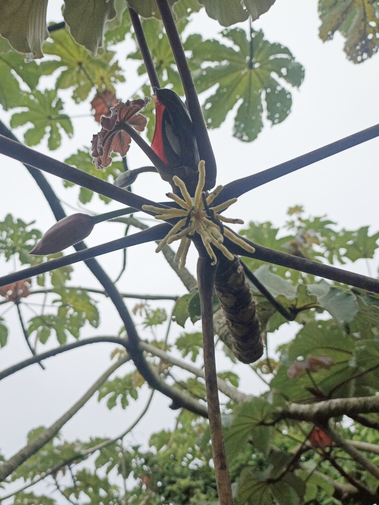 Bois canon (Cecropia peltata)