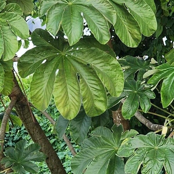 Bois canon (Cecropia peltata)