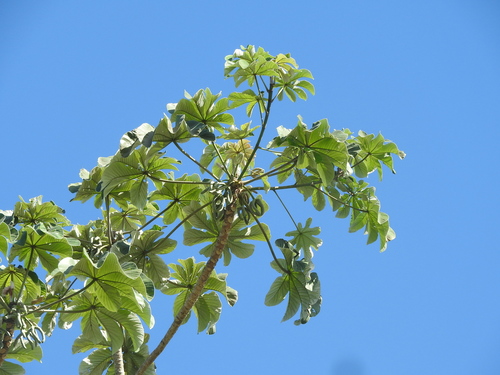 Bois canon (Cecropia peltata)