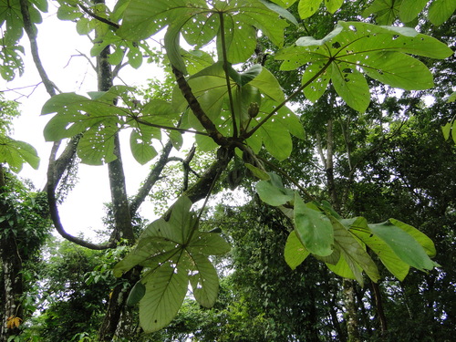 Bois canon (Cecropia peltata)
