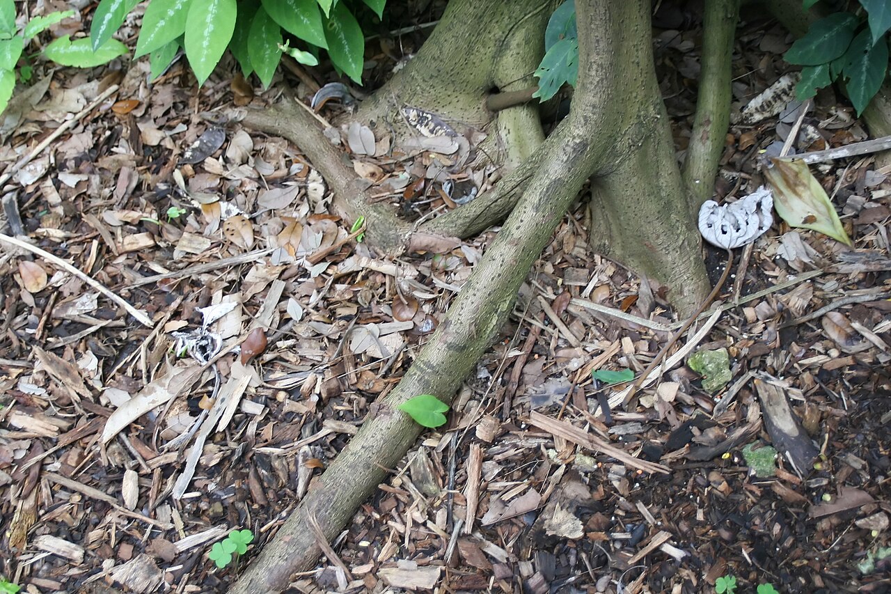 Bois canon: Location taken: Fairchild Tropical Botanic Garden, Miami, FL USA. Names: Cecropia schreberiana , Ameisenbaum, Faux ricin, Faux-Ricin, Pisse roux, Pisse-Roux, Pu