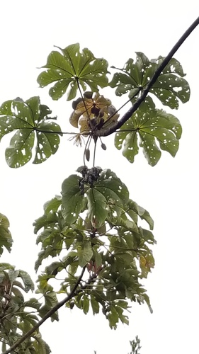 Bois canon (Cecropia peltata)