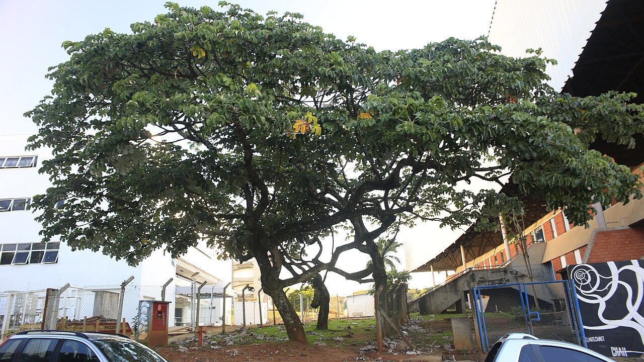Cecropia polystachya: Cecropia polystachya entre BORA, GMU, IA da unicamp, Campinas (SP) - Brasil.