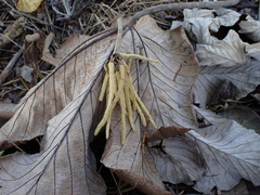 Cecropia polystachya (Cecropia polystachya)