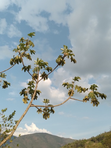 Cecropia polystachya (Cecropia polystachya)