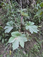 Cecropia polystachya (Cecropia polystachya)
