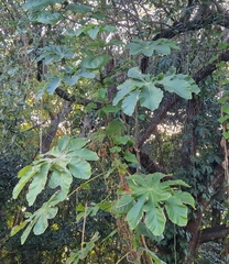 Cecropia polystachya (Cecropia polystachya)