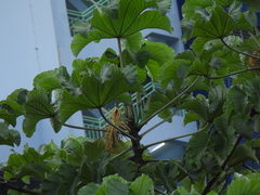 Cecropia polystachya (Cecropia polystachya)