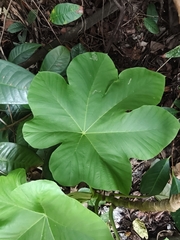 Cecropia polystachya (Cecropia polystachya)