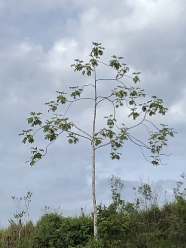 Cecropia polystachya (Cecropia polystachya)