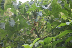 Cecropia polystachya (Cecropia polystachya)