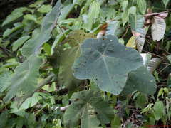 Cecropia purpurascens (Cecropia purpurascens)