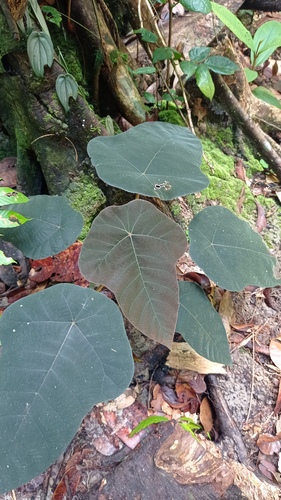 Cecropia purpurascens (Cecropia purpurascens)