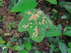 Cecropia purpurascens (Cecropia purpurascens)