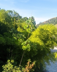 Cecropia sararensis (Cecropia sararensis)
