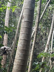 Pumpwood (Cecropia schreberiana)