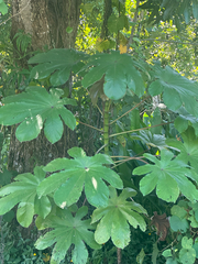 Pumpwood (Cecropia schreberiana)