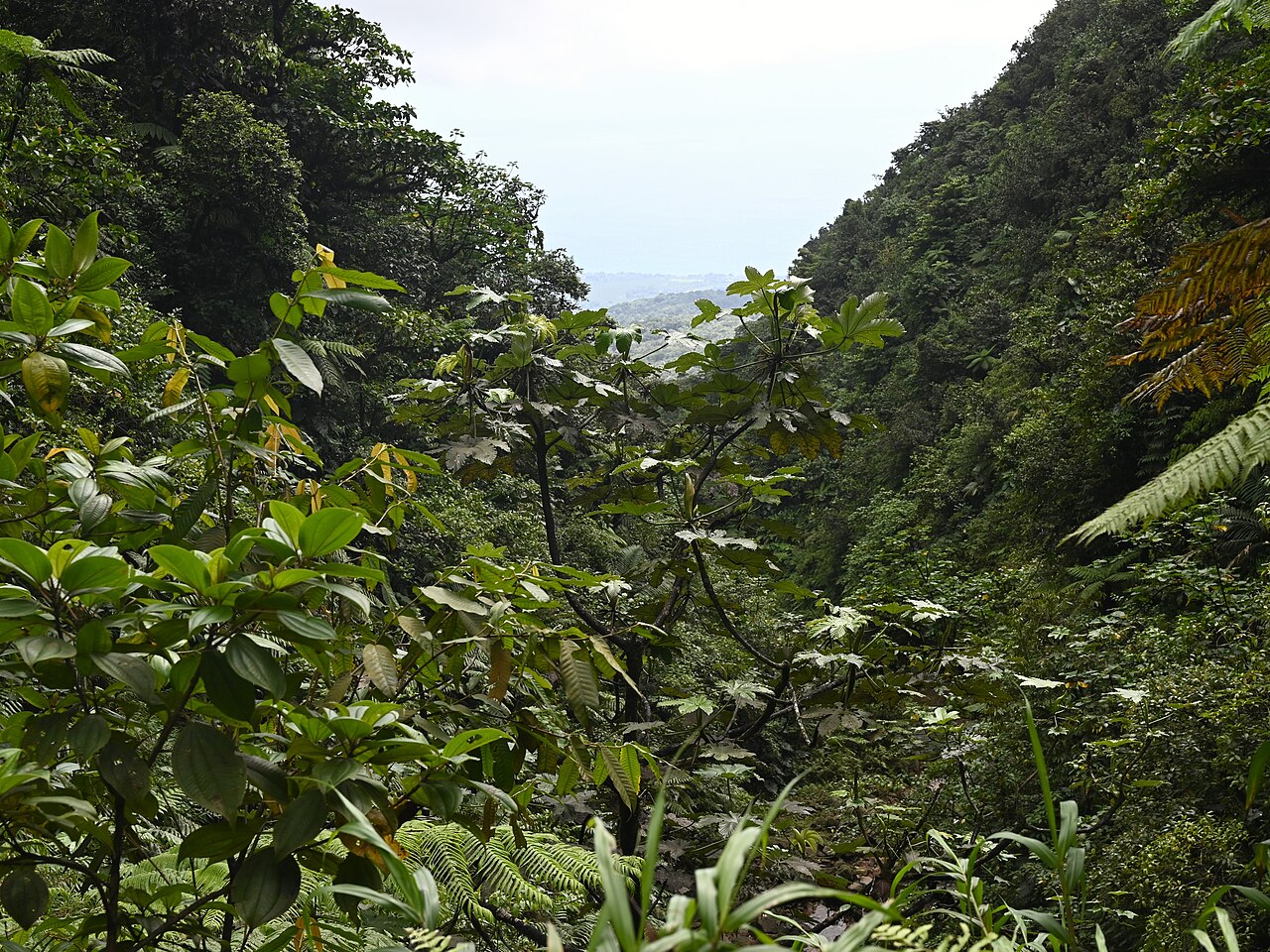 Pumpwood: Cecropia schreberiana in Chutes du Carbet W from Capsesterre on Guadeloupe