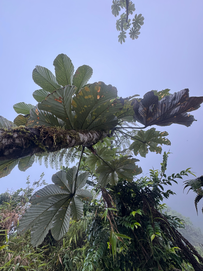 Pumpwood (Cecropia schreberiana)