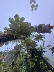 Pumpwood (Cecropia schreberiana)
