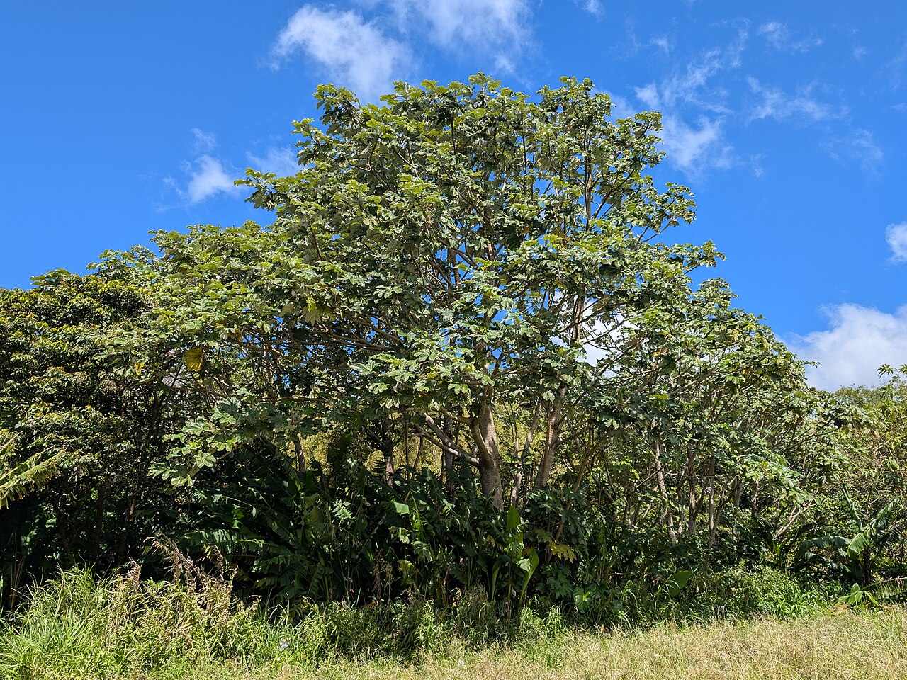 Pumpwood: Cecropia schreberiana in Chutes du Carbet W from Capsesterre on Guadeloupe