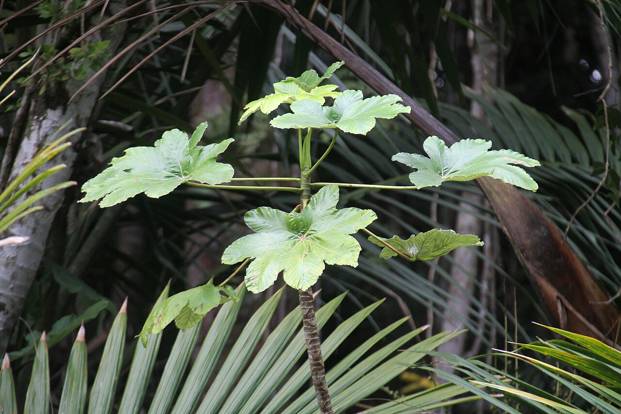 Pumpwood: Cecropia schreberiana, in the El Yunque national forest, eastern Puerto Rico