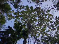 Pumpwood (Cecropia schreberiana)