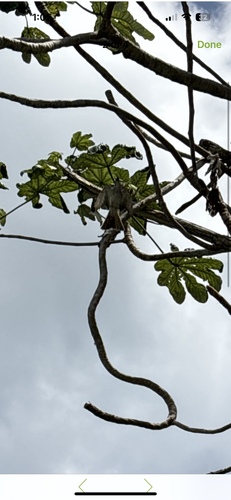 Pumpwood (Cecropia schreberiana)