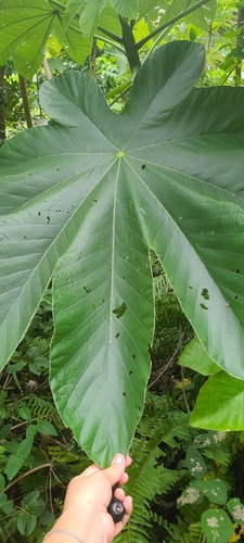 Pumpwood (Cecropia schreberiana)