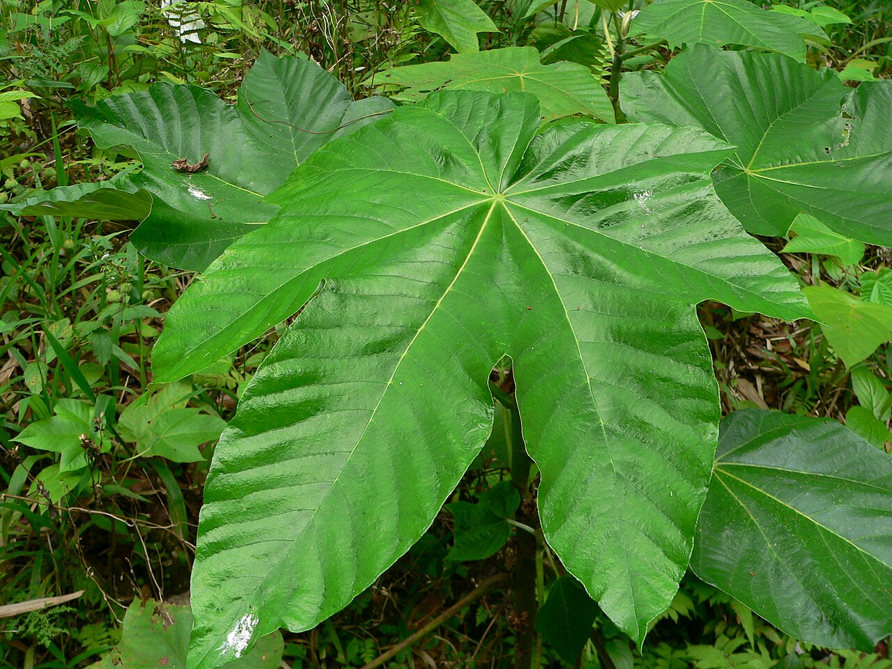 Pumpwood: Cecropia schreberiana, feuille, Guadeloupe