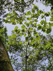 Pumpwood (Cecropia schreberiana)