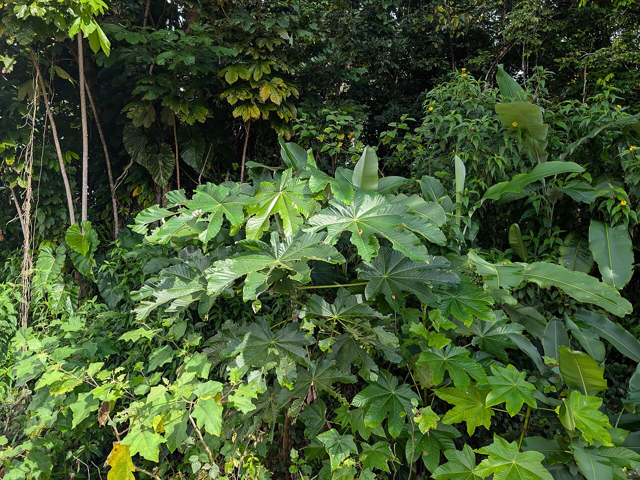 Pumpwood: Cecropia schreberiana on trail to canyon Moustique SW from Petit-Bourg on Guadeloupe