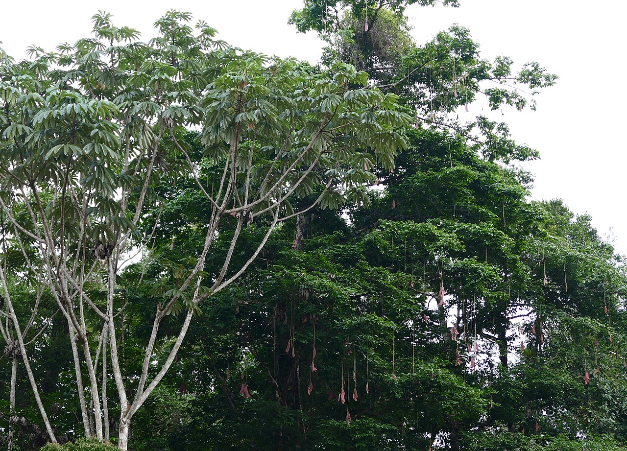 Cecropia sciadophylla: Piste de Belizon, Roura, French Guyana, FRANCE