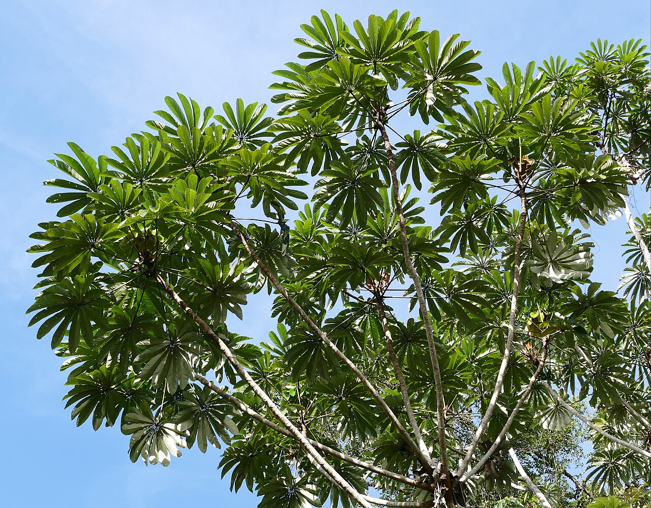 Cecropia sciadophylla: Piste de Belizon, Roura, French Guyana, FRANCE