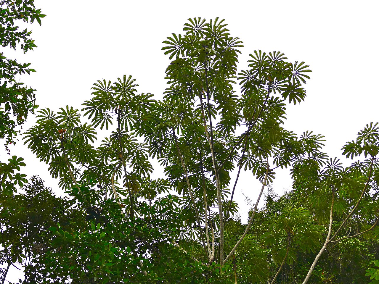 Cecropia sciadophylla: Piste de Belizon, Roura, French Guyana, FRANCE