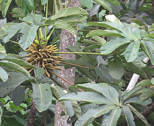 Cecropia sciadophylla: Widely reported in tropical South America. Photo from Wildsumaco Reserve, Ecuador.